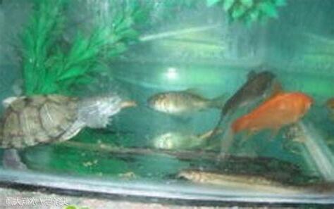 烏龜 魚 一起養